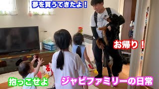 夢を買ってきた父ちゃんの帰宅に歓喜する大型犬　バーニーズマウンテンドッグ　 bernese mountain dog