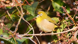 01 17 トウネズミモチを喰らうメジロ