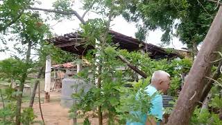 SERIGUELA NA FAZENDA!