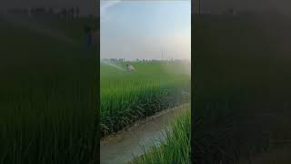 (major sol + nano urea)  🌾 check description for more #paddy #agriculture #trending  #shorts