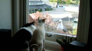 Angry Seagull trying to attack my cats through a window