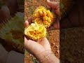 ആഞ്ഞിലി ചക്ക wildjackfruit