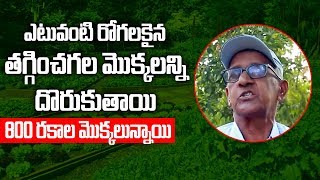 Herbal Medicinal and Aromatic plants at Pragati Resorts. Dr S.V Rama Rao explains at Pragati Resorts