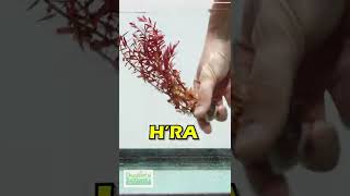 Rotala Varieties Aquarium Plants For Sale