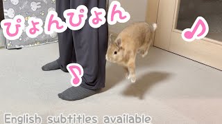 めっちゃ元気なウサギさんが急におとなしくなるのが可愛い It's cute how the very energetic rabbit suddenly becomes quiet【Part303】