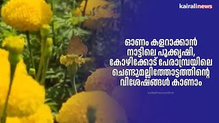 ഓണം കളറാക്കാൻ നാട്ടിലെ പൂക്കൃഷി, കോഴിക്കോട് പേരാമ്പ്രയിലെ ചെണ്ടുമല്ലിത്തോട്ടത്തിന്റെ വിശേഷങ്ങൾ കാണാം