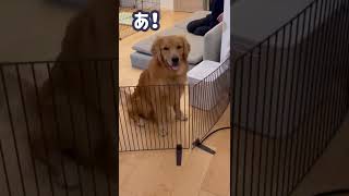 飼い主を待つ大型犬【ゴルパピ生後8ヶ月】