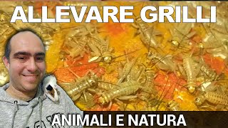 Come allevare i grilli: cibo vivo per rettili, Acheta domestica sono semplici da allevare