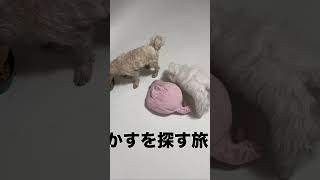 残飯処理班【マルポメ】