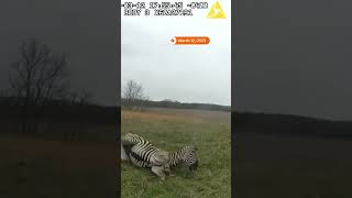 Ohio police fatally shoot zebra after it attacked owner