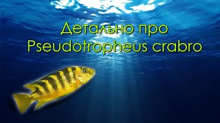 Детально про Pseudotropheus crabro