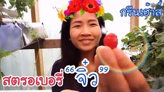 เก็บสตอเบอรี่ป่า ลูกจิ๋วแต่แจ๋ว หวานหอมมาก EP.135 กรีนเฮ้าส์ที่อังกฤษ/Picking Wild Strawberry