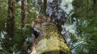 Forest Disturbance - Gap Dynamics