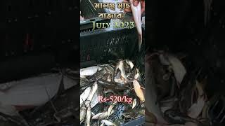 ট্যাংরা মাছের দাম মালঞ্চ মাছের বাজার জুলাই 2023 || tanga fish price || malancah fish market