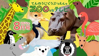 第2回てんのうじどうぶつえんのZOOっとテレビ ｜ 公式HPでプレゼント企画実施中！ 天王寺動物園｜2022.8月7日放送