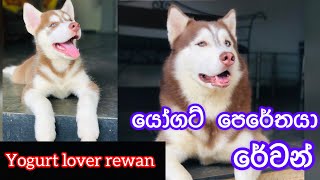 Yogurt lover Revan🐶❤️ යෝගට් පෙරේතයා රේවන්