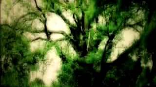 The Wych Elm Project