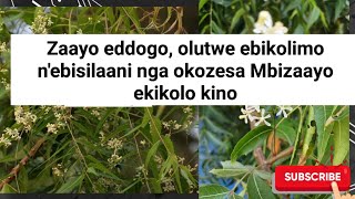 Zzaayo eddogo, ebisilaani, omuddibo n'olutwe eri abaabikusindikila nga  okozesa Mbizaayo