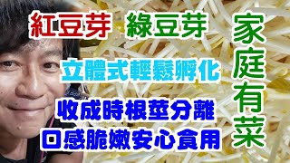 【家庭有菜】自己孵綠豆芽與紅豆芽輕鬆把根去除