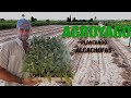 Creando una huerta dentro de un campo de naranjas | AGROYAGO plantando alcachofas