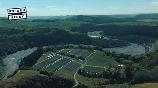 Game Bird Farming – Breeding Phesants in Hawke’s Bay | On Farm Story