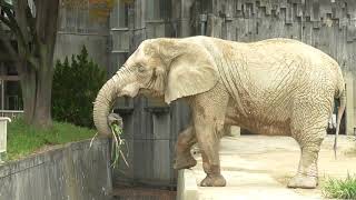 おやつタイム だいすきな飼育員さんから手渡しでおやつをちょうだいします。アフリカゾウのケニーちゃん Elephant Snack time - #2