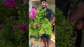 വെറൈറ്റി  ചെടികളുടെ പാക്കിങ് / Reemz Garden/ Reemz Garden Plants പാക്കിങ്