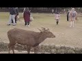 お辞儀をする奈良の鹿 外国人観光客も思わず笑う驚きの光景 nara deer park　【世界一平和な公園】