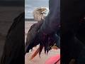 Rescuing A Bald Eagle! l The Dodo