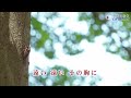 瀧の恋歌（岩本公水さん）ワンコーラス唄 真木さおり