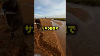 サハラ砂漠で生き残る方法PART2 #shorts #海外 #和訳