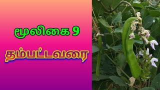 9.தம்பட்டவரை || வாளவரை || Thampattavarai || canavalia ensiformis || அலசல் மூலிகை || Alasal Herbal