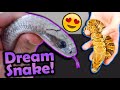 We got a LAVENDER False Water Cobra!