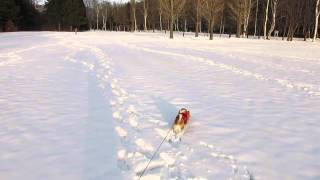 雪の真駒内公園～茶太郎の雪玉遊び