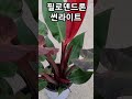 은혜화훼판매장 필로덴드론 썬라이트