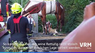 Viernheim: Feuerwehr rettet Pferd mit Kran