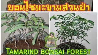 สวนป่ามะขาม 3 เดือน เริ่มเข้าลวดทำลีลาTamarind bonsai