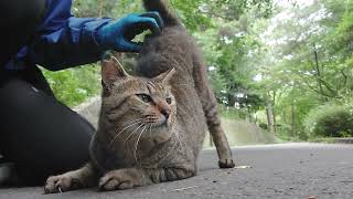 グリーンの瞳が綺麗なイケメンチビ太君❗腰高く上げて尻尾ピ～ン‼️帽子にスリスリ⤴️立っちし両手添えて食べるチビ太君、可愛いでしょ❤️