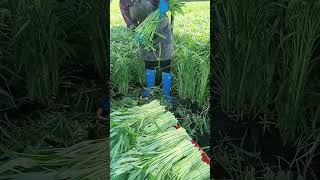 Farmers harvesting water spinach