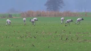 4K Duuużo żurawi / Lots of cranes / Grus grus