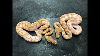 Amazing Banana and Coral Glow Ball Pythons from 2019- Back from Vacation Part 1