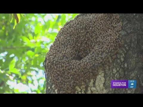 What problems do Africanized honey bees cause?