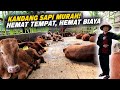 Kandang Sapi Percontohan Simpel, Rapih, Elegant Dan Hemat Biaya | Gumilang Farm