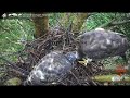 2021 7 21 foodmama鼠 大安森林公園鳳頭蒼鷹巢位直播回顧　crested goshawk nest cam daan park taiwan カンムリオオタカの子育て生中継