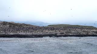 世界最南端の町ウシュアイアでビーグル水道クルーズ/ペンギン・アシカ