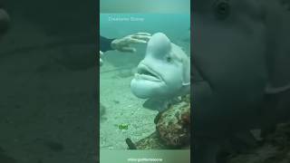 Hungry Humphead Wrasse Waiting For His Treat