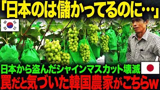 【海外の反応】「日本さん、もう許してください…！」日本からパクったマスカットで韓国農家が大損害…日本が仕掛けた巧妙な罠とは