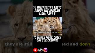 10 Interesting Facts About The African Lion|: Part 6  #borntobesavage #evensavagestore #lion