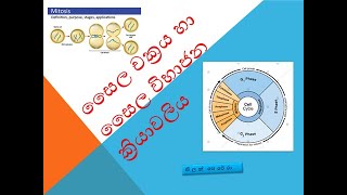 සෛල චක්‍රය හා සෛල විභාජන ක්‍රියාවලිය The cell cycle and the process of cell division