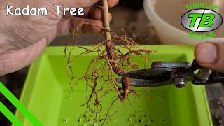 Kadam Tree - Training Nursery Tree into Bonsai